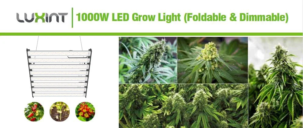 1000W-LED-Grow-light-1.webp